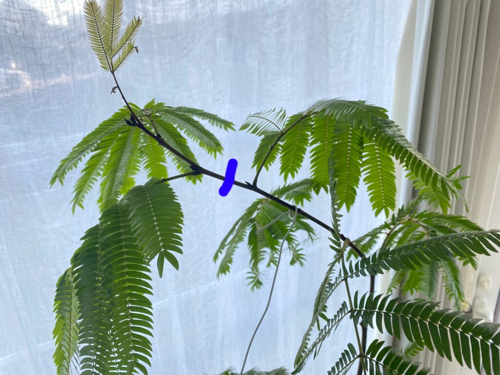 エバーフレッシュの剪定