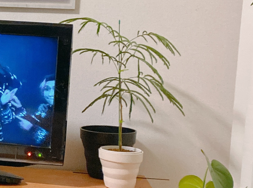 エバーフレッシュの夜の状態