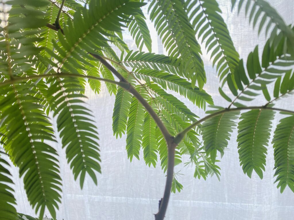 エバーフレッシュの剪定