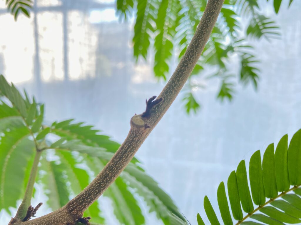 エバーフレッシュの新芽