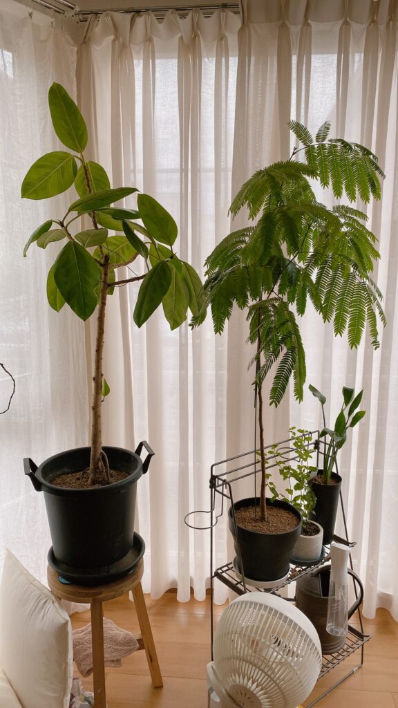 エバーフレッシュの剪定