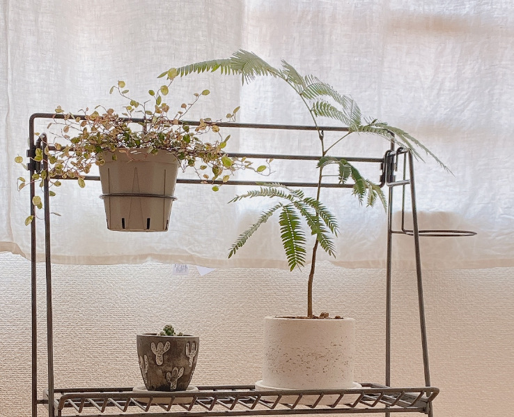 エバーフレッシュ成長速度