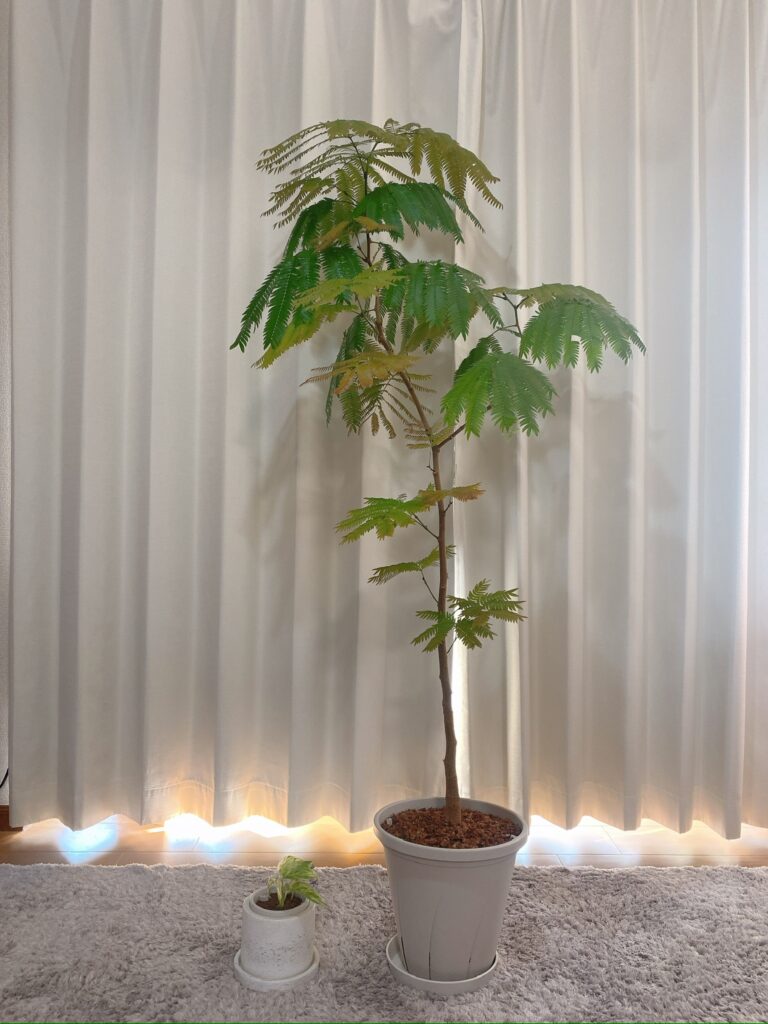 エバーフレッシュの成長速度