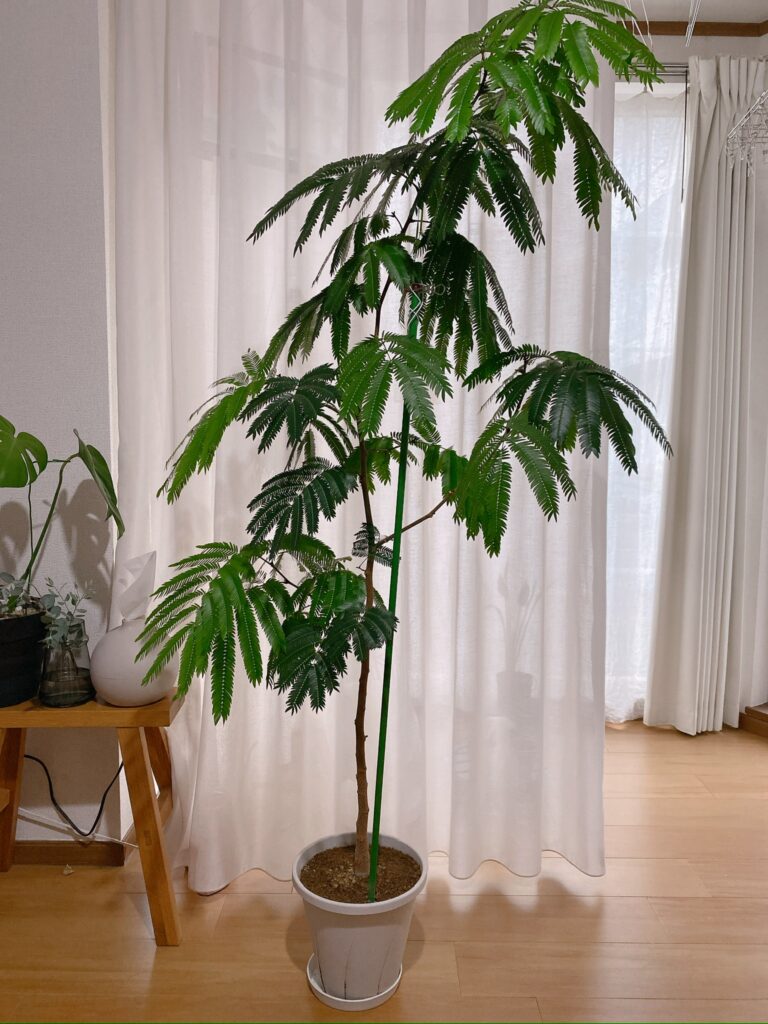 エバーフレッシュ