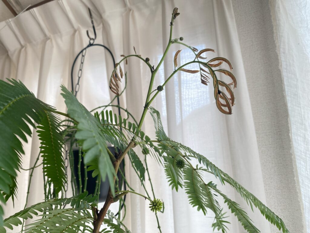 エバーフレッシュの花