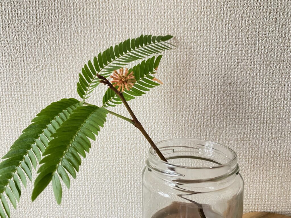 エバーフレッシュの増やし方