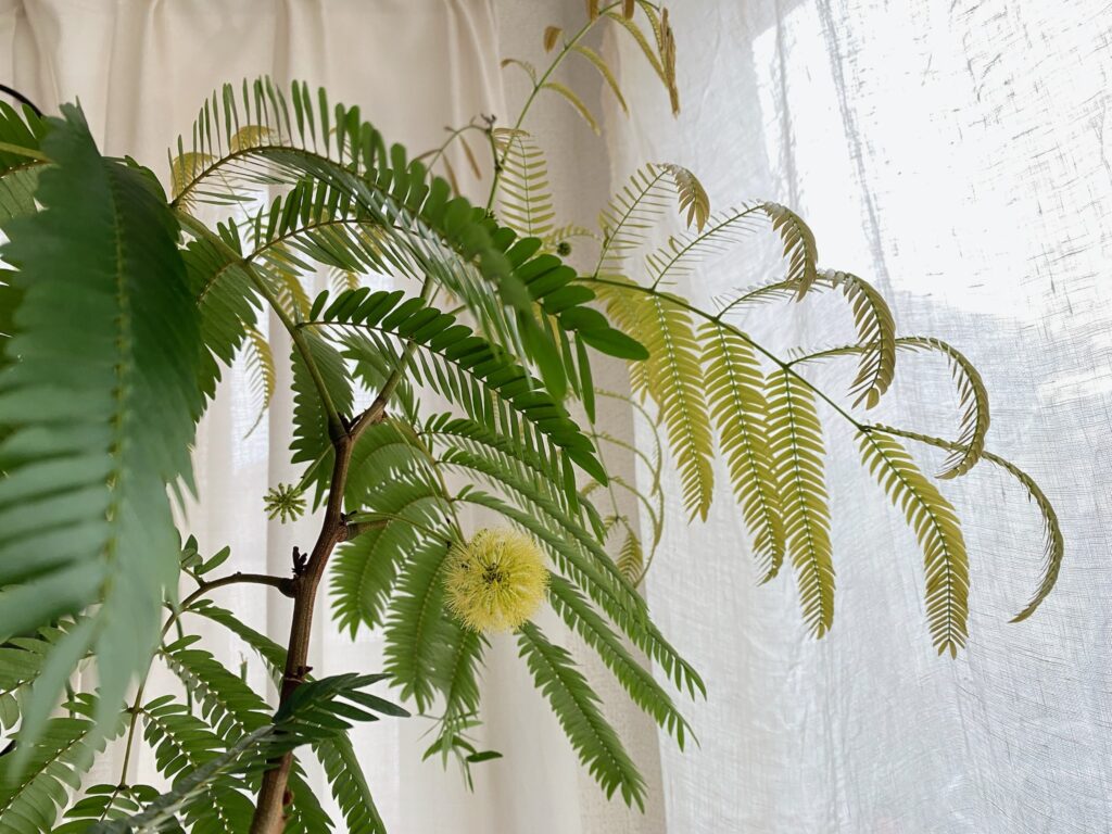 エバーフレッシュの新葉