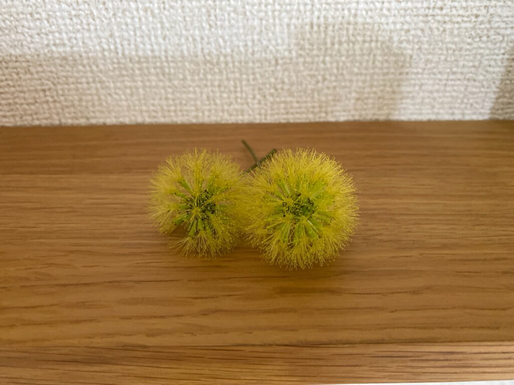 エバーフレッシュの花