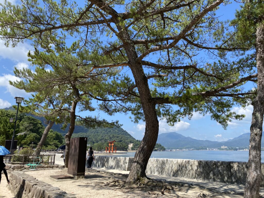厳島神社の松の木