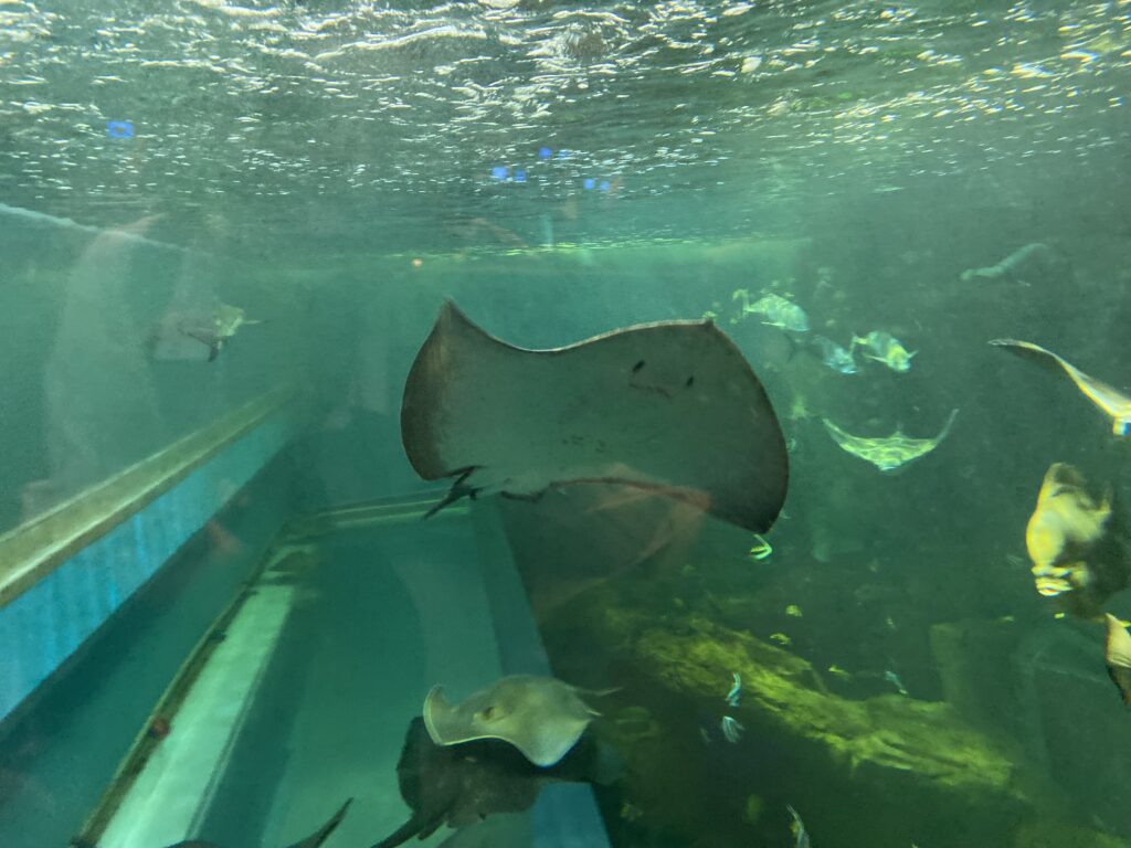 宮島水族館のえい