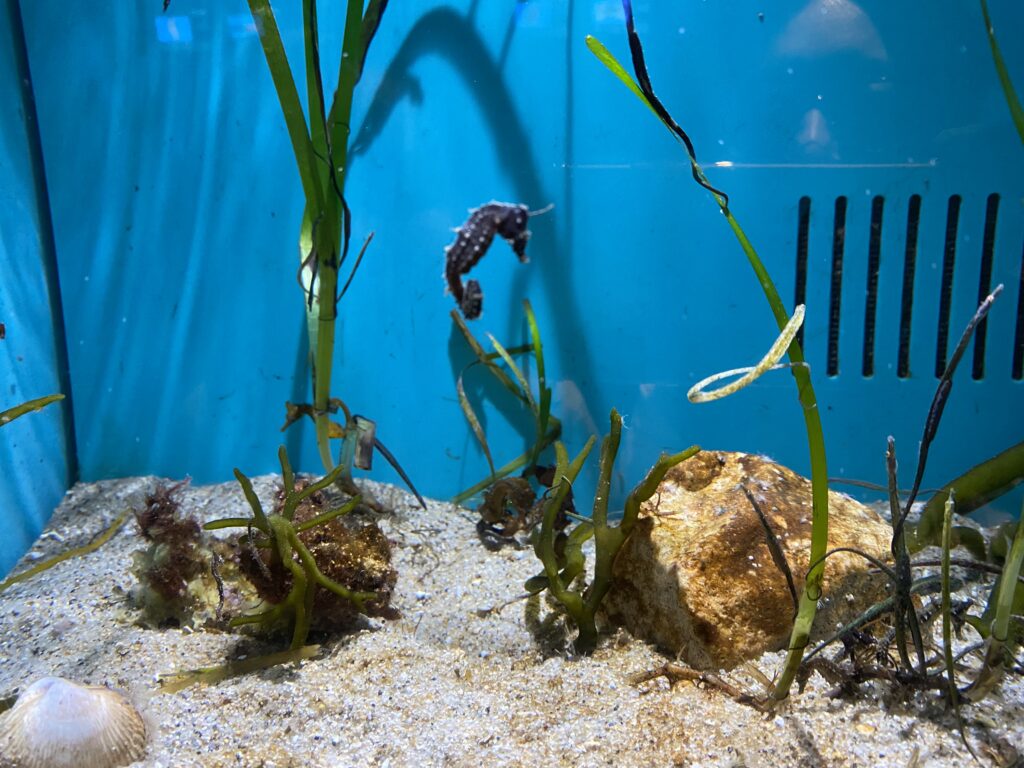 宮島水族館タツノオトシゴ