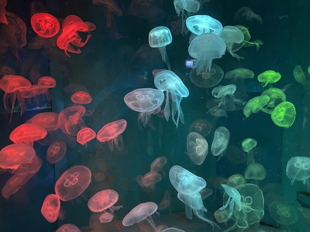 宮島水族館ミズクラゲ