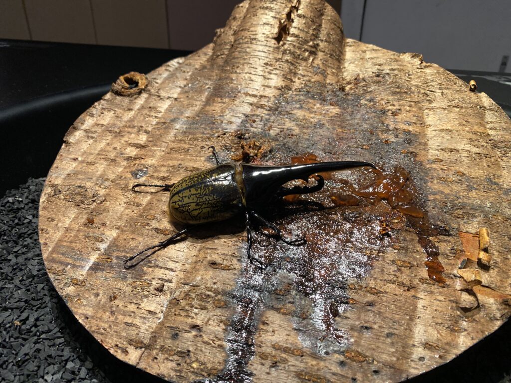 ヘラクレスオオカブト