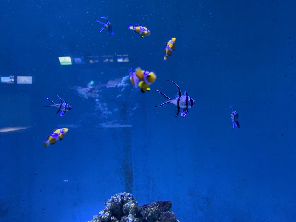 カクレクマノミ