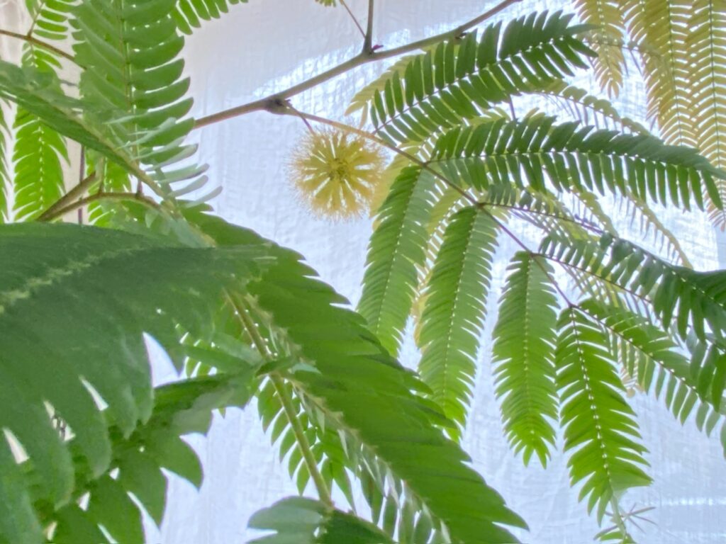 エバーフレッシュの花