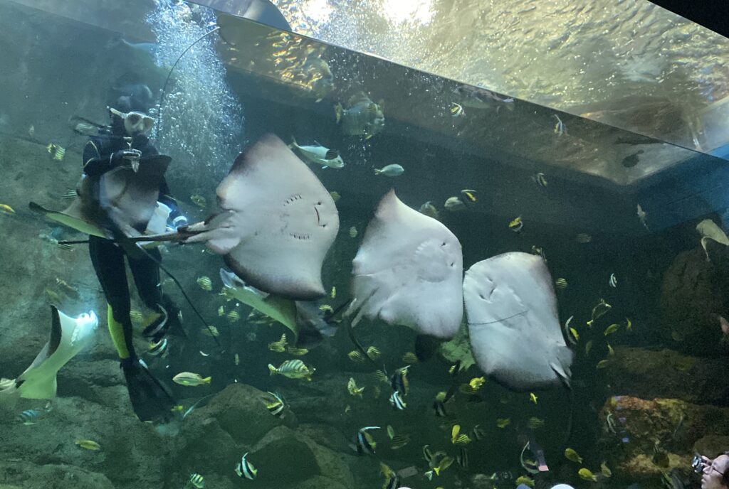 宮島水族館エイの餌やり