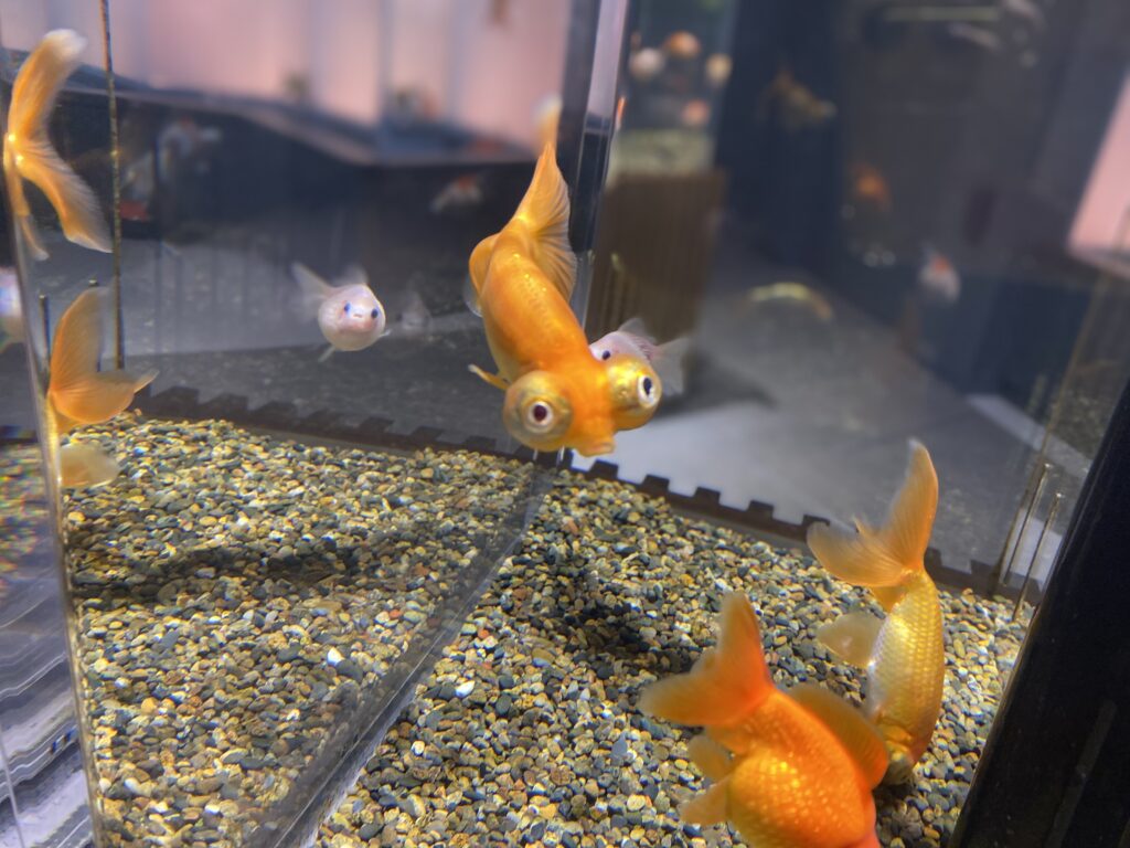 出目金｜宮島水族館