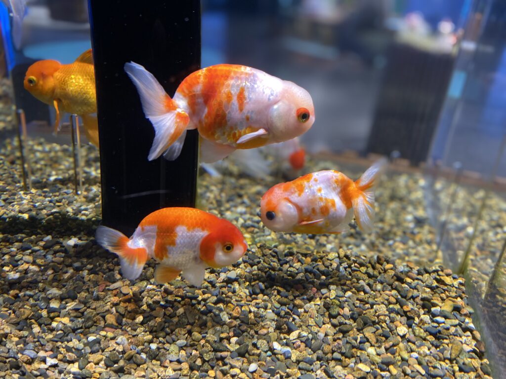 宮島水族館｜金魚