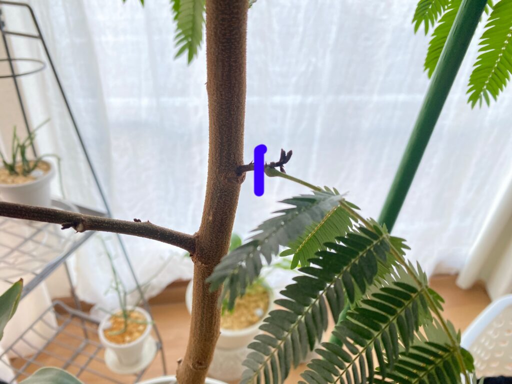 エバーフレッシュの幹を太くする